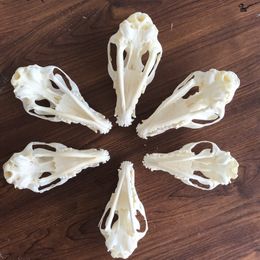 1pcs6pcs Vulpes vulpes Red Silver Cross Skull taxidermy real bone skeleton Christmas decoration gift 201204