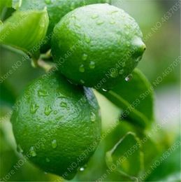 50 pcs sementes de frutas comestíveis arco-íris de limão bonsai planta exótica colorido citrino limão árvore fresco jardim frutas vegetais plantas facilmente crescer taxa de brotamento 98% aeróbico vaso