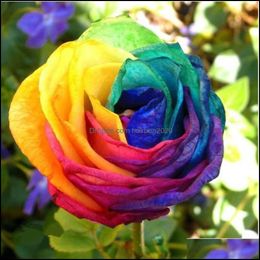 100/200x Colorful Rainbow Rose Flowers Seeds Home Gardens Plants Multi-Colors SP 