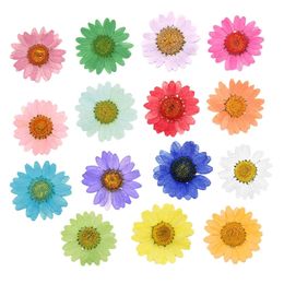 120pcs Pressed Press Dried Daisy Dry Flower Plants For Epoxy Resin Pendant Necklace Jewelry Making Craft DIY Accessories 220406