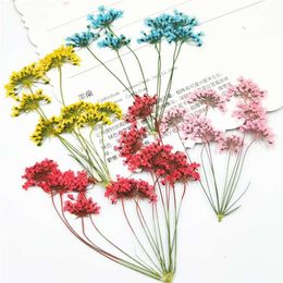 Decorative Flowers & Wreaths Cluster Of Lace Flower 1000Pcs Different Color Dry For Make Up Decoration Free ShipmentDecorative