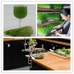 Juicers Hand Stainless Steel Manual Wheatgrass Juicer Vegetable Orange Extractor Squeezer MachineJuicers