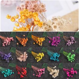preserved florals Canada - Decorative Flowers & Wreaths 30pcs Dried Mini Daisy Small Star Bouquet Natural Plants Preserve Floral For Wedding Home Decoration