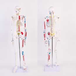 Customised Skeleton Mannequin Human Adult White Skeleton Teaching spine Whole Body Micro Total Joint For Display