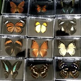 1PCS Natural Real Butterfly Specimen box Colourful Mixed Pretty Butterfly Education Teaching Home Decor Artwork Material gift DIY 201125