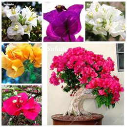 bougainvillea plants UK - 200 pcs bag Seeds Bonsai Potted Bougainvillea Garden Flower Plant Variety Complete Flore for Perennial Garden the budding rate 95277F
