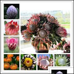 Toptan satış Bahçe Dekorasyonları Veranda Çim Evi 100 PCS/Set Tohumları Noel Bitki Çiçek Çiçek Hediye Protea Cynaroides Bonsai saksı Damla Teslimat 202