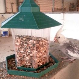 Birds Feeder Australia New Featured Birds Feeder At Best Prices