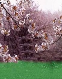 Garden Backdrop Wedding Reviews Removable Wedding Tulle Buying Garden Backdrop Wedding Reviews Removable Wedding Tulle Buying