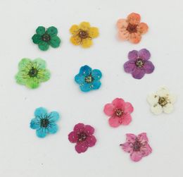 100pcs Pressed Dried Plum Blossom Flower Plant Herbarium For Times Gems Jewellery Pendant Rings Earrings Flower Making Accessories