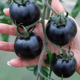 Heirloom 50 Rare pomodoro semi di ortaggi crescente Problemi-Free Garden