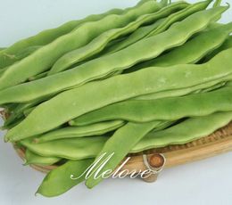 -Flaches Bohnen-chinesisches Gemüse 50 Samen-einfach, Heirloom-Gemüsesamen zu wachsen