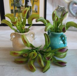 fly traps nz