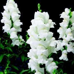 Multi color opcional Sirkdragon Semillas de flores raras DIY Home Garden Plant Fácil de cultivar 100 partículas / lote L103