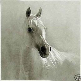 Beautiful White Horse Handpainted Art oil Painting On Canvas Museum Quality in Multi Size chosen