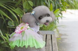 Pet dress clothing wholesale trade dog clothes teddy clothes small dogs new spring, summer, autumn outfit sunflower