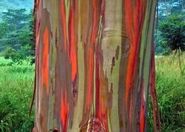 Eucalyptus Seeds Australia New Featured Eucalyptus Seeds At Best