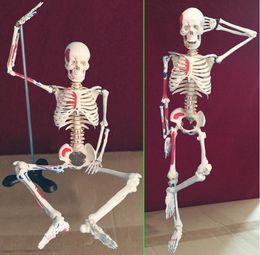 human mannequins Australia - wholesale Colorful human skeleton with muscle starting and ending point and neurology teaching model 85cm mannequins 1PC C005
