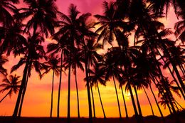 Beautiful Nightfall Sky Scenery Palm Trees Sunset Beach Photography Background Summer Holiday Wedding Photo Backdrops Scenic Wallpaper