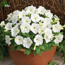 Semi di petunia bianca Semi di fiori Pianta bonsai per giardino di casa 200 Particelle / lotto c010