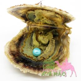 Wholesale 7-8mm vacuum packed oysters akoya pearl oyster saltwater pearl oyster many colours