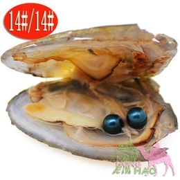Artificial aquaculture natural freshwater pearl Akoya parenting beloved pearl oyster and twins pearl two different colors