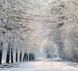 Country Road Winter Fabric Backgrounds Photography Beautiful White Snow Covered Trees Scenic Photo Studio Props Backdrops 10x10ft