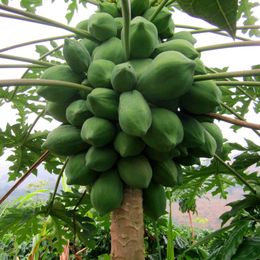 organic fruit trees suppliers