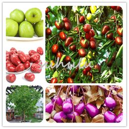 Jujube Trees Nz Buy New Jujube Trees Online From Best Sellers Dhgate New Zealand