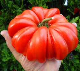 Perdita di promozione 100 pezzi semi di pomodoro gigante rari, semi di ortaggi, ibridi giganti non-GMO pomodori biologici per piante da giardino di casa fai da te
