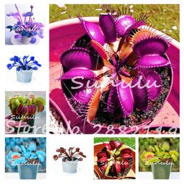 10 Pcs Blue Exotic Insectivorous Plant Seed Succulents Dionaea Muscipula Bonsai Seed Venus Fly Trap Carnivorous Plants Easy Grow