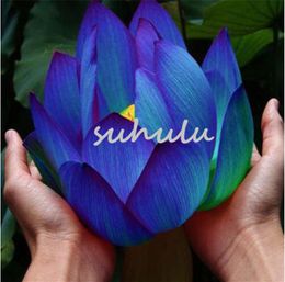 Graines De Fleurs Blue Lotus Seeds Plantes Aquatiques Plantes Aquatiques Plante De Nénuphar Lotus Bleu Nuit Pour Jardin à La Maison 10 Pcs