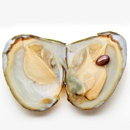 Wholesale Natural Freshwater Triangle Pearl Oyster, Open with Surprise (One #5 Color Pearl in Oyster) Free Shipping