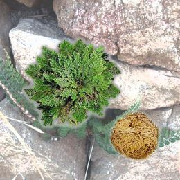 Live Résurrection usine Air Fern Spike Moss Rose De Jericho Dinosaure Plant Hot