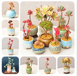 easy seed UK - 100 Pcs Rare Beauty Succulents Seeds Easy To Grow Potted Flower Seeds bonsai For Home Garden Multiple Categories