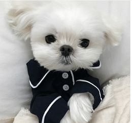 small white teddy bear dog