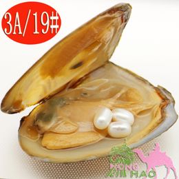 Fashion Charm Jewellery Natural Freshwater Pearl Oyster 6-8mm 3 pieces # 19 Natural White Pearls in Triangle Oysters in Vacuum Packaging