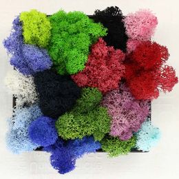 500g DIY Multicolor Moss Flowers Never Withers Floral Materials Microscopic bonsai For Home Wedding Party Decor XD20057
