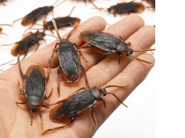 cockroach toy remote