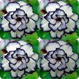 Kaufen Sie Im Grosshandel Bluhende Gartenpflanzen 2020 Zum Verkauf Aus China Bluhende Gartenpflanzen Grosshandler De Dhgate Com