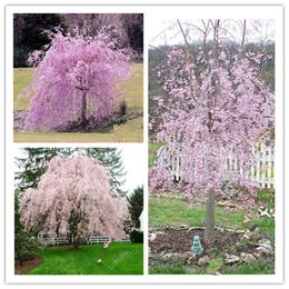 -Verkauf! 30 teile / tasche Rosa Brunnen Weinen Kirschbaum Bonsaisamen DIY Zwerg Japanische Sakura Blüten Pflanze Staude Für Hausgarten