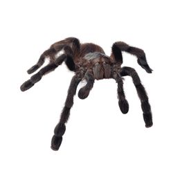 3D Car Stickers spider Animals For Window Wall Bummper Laptop Windshield Waterproof Car Styling Motorcycle Sticker Decal