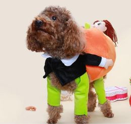 Funny Teddy Poodle pet dog raises pumpkin transform costume villain holding pumpkin santa claus clothes pet transformation outfit suit