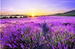 modern living room wallpapers Beautiful romantic purple lavender field golden sun background wall