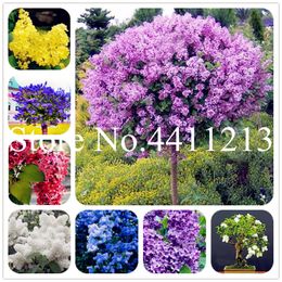 200 Pcs Bonsai plant seeds Lilac Flower Japanese Lilac (Extremely Fragrant) Lilac Flower Tree Plant, Perennial Garden Aromatic Potted Plant