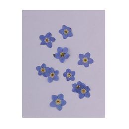 diy flower embellishments Canada - 30 Pieces Natural Forget-me-not Real Dried Flowers Embellishments Nail Art Accessories for DIY Phone Case Resin Ornament