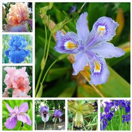 200 pcs  bag Seeds Bonsai Iris Flower Perennial Rare Bearded Iris Outdoor Potted Nature Plants Orchid Flores DIY for Garden Planting