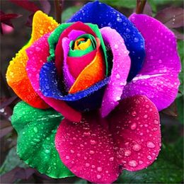 -Rainbow Rose 200 PCS Semillas Color Mixta Callistephus Flower Bonsai Planta de Rosa Perenne para Home Garden Pot