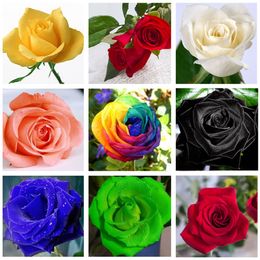 White Blood Rose Weiße Blutrose Selten 50 Samen Rosensamen