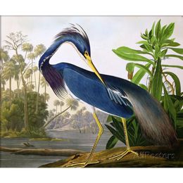 Louisiana Heron da Birds of America, gli uccelli arte pittura ad olio di John James Audubon su tela dipinto a mano quadro moderno per la decorazione della parete